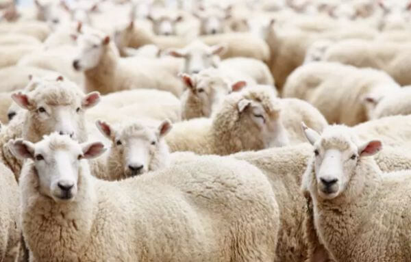 绵羊产羊毛