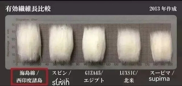 棉花长度对比